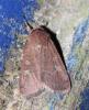 Xestia xanthographa